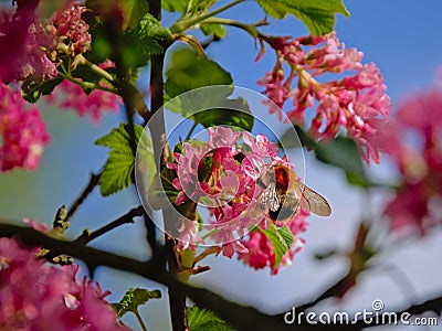 Bumblebee on a pink currant flower - Ribes sanguineum, selective focus Stock Photo