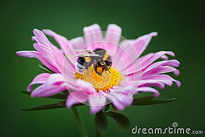 Bumblebee on a pink flower Stock Photo