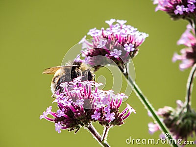 Bumblebee on the pink flower Stock Photo