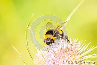 A bumblebee on a pink flower.Insect on flower Stock Photo