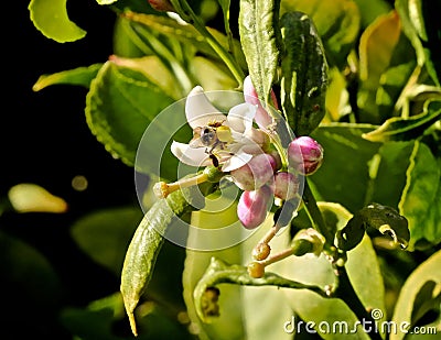 Bumblebee pink flower Stock Photo