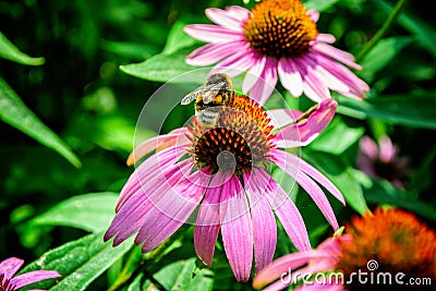 Bumblebee and pink flowers Echinacea on a background of green leaves. Stock Photo