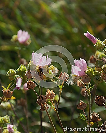 Bumblebee, pink flowers, landscape Stock Photo