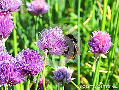 Bumblebee on plant, Lithuania Stock Photo