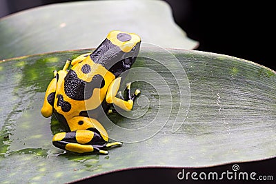 Bumblebee poison dart frog Stock Photo