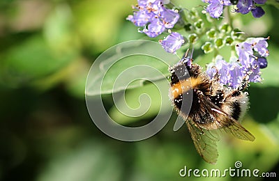 Bumblebee with pollen Stock Photo