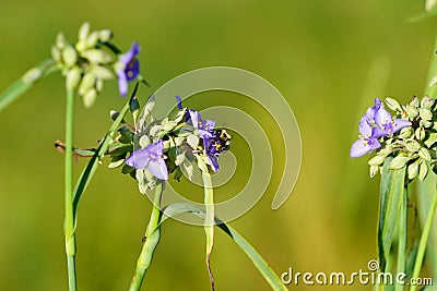Bumblebee pollinates purple Tradescantia Spiderwort flower. Stock Photo