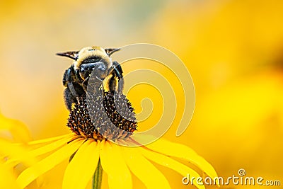 Bumblebee Pollinating Black-Eyed Susan Flower Stock Photo