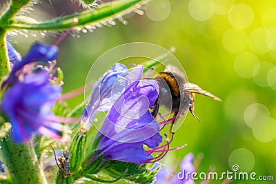 Bumblebee pollinating a flower . Stock Photo