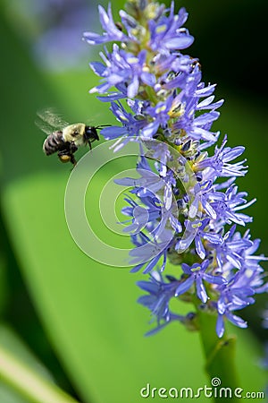 Bumblebee pollinating Pickerelweed Stock Photo