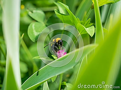 A bumblebee pollinating a pink flower with smooth blurred background Stock Photo