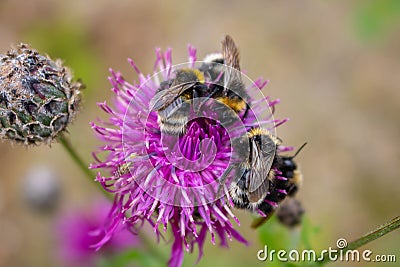 A bumblebee pollinating a purple abloom thistle in the middle of flowering meadow. background Stock Photo