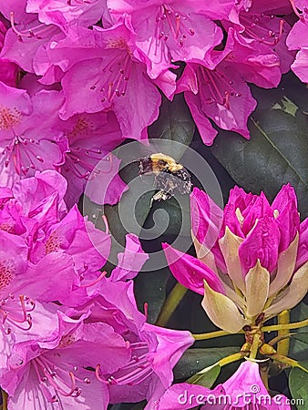 Bumblebee pollinating Rhododendron blooms Stock Photo