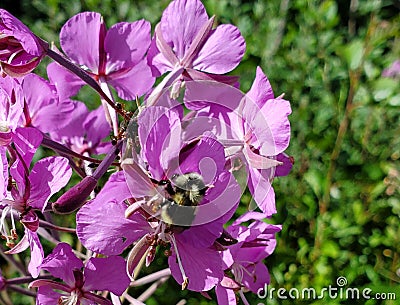 Bumblebee Springtime Pollination Stock Photo