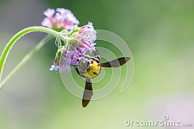 Bumblebee on purple flower Stock Photo