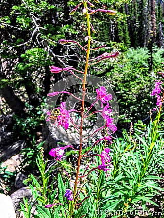 Bumblebee on Purple Stock Slower in Uintah Mountains Utah America USA Stock Photo