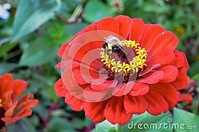 Bumblebee on Red Zinnia Stock Photo