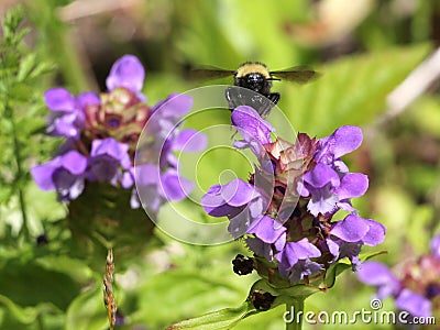 Bumblebee on Self-heal (Prunella vulgaris) Stock Photo