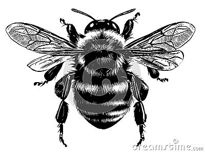 Bumblebee side view hand drawn sketch insects vector illustration Cartoon Illustration