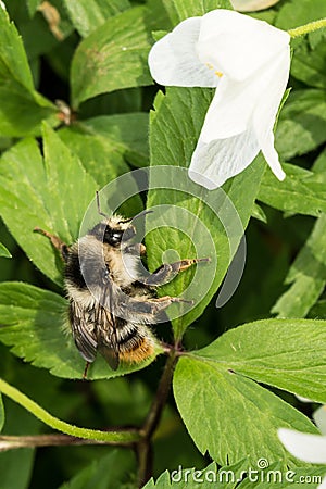 The bumblebee sits on a green leaf wild flower, honey insect and white flower, wildlife background Stock Photo
