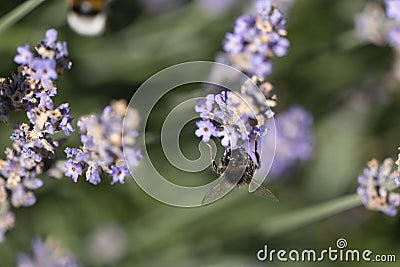 A bumblebee sits on lavender blues Stock Photo