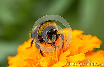 Bumblebee sitting on flower Stock Photo