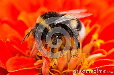 A bumblebee sitting on flower Stock Photo