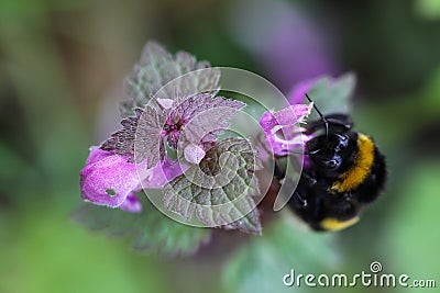 Bumblebee sitting on a hemp-nettle flower Stock Photo