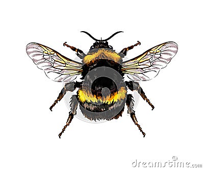 Bumblebee from a splash of watercolor, colored drawing, realistic Vector Illustration