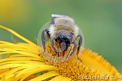 Bumblebee sucking nectar Stock Photo