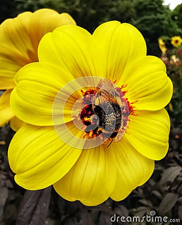 A bumblebee taking nectar from a blooming yellow flower Stock Photo