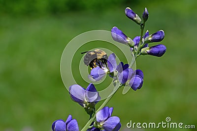 Bumblebee which is a member of the genus Bombus, part of Apidae on Blue false indigo flower. Stock Photo