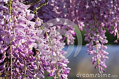 Bumblebee on Wisteria Flowers Stock Photo