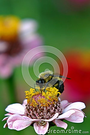 Bumblebee on zinnia Stock Photo