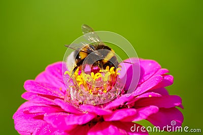 Bumblebee On Zinnia Flower Stock Photo