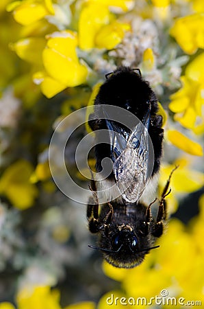 Bumblebees copulating on flowers. Stock Photo