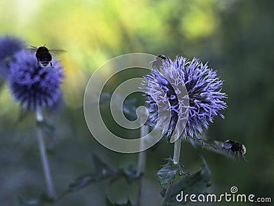 Bumblebees love glove thistle Stock Photo