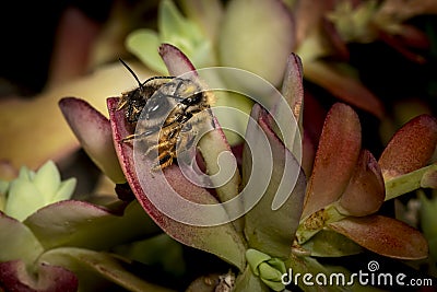 Bumblebees mating on a succulent plant Stock Photo