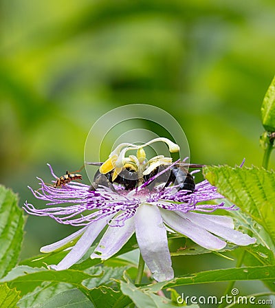 Bumblebees on Passion Flower Stock Photo