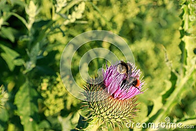 Bumblebees on a thistle flower Stock Photo