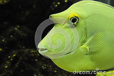 Bumped yellow fish Stock Photo