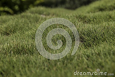 Bumpy green grass Stock Photo