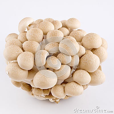 Buna Shimeji Mushroom Stock Photo