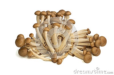 Buna Shimeji mushrooms Stock Photo
