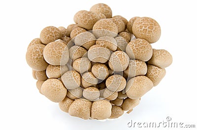 Buna Shimeji mushrooms. Stock Photo