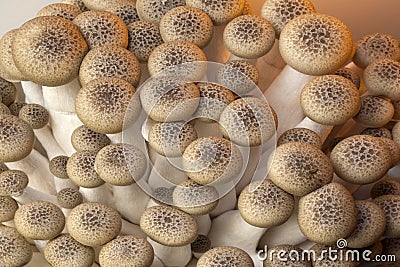 Buna Shimeji Mushrooms Stock Photo