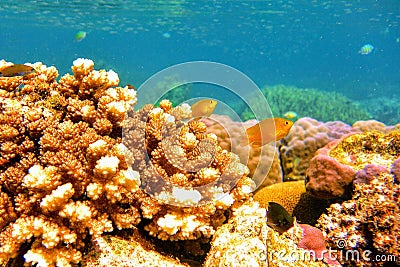 Coral Reef Underwater in Ocean Stock Photo