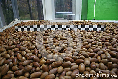 A bunch of acorns ready for sowing for reforestation or in forest nursery Stock Photo
