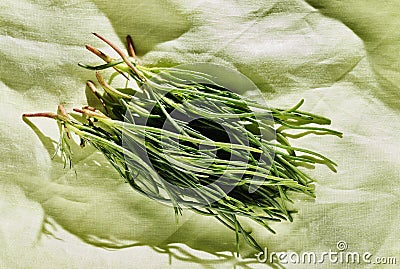 Bunch of agretti - salsola soda or opposite - leaved saltwort - on cotton tablecloth Stock Photo