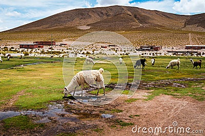 Alpacas grazing in the grass Stock Photo